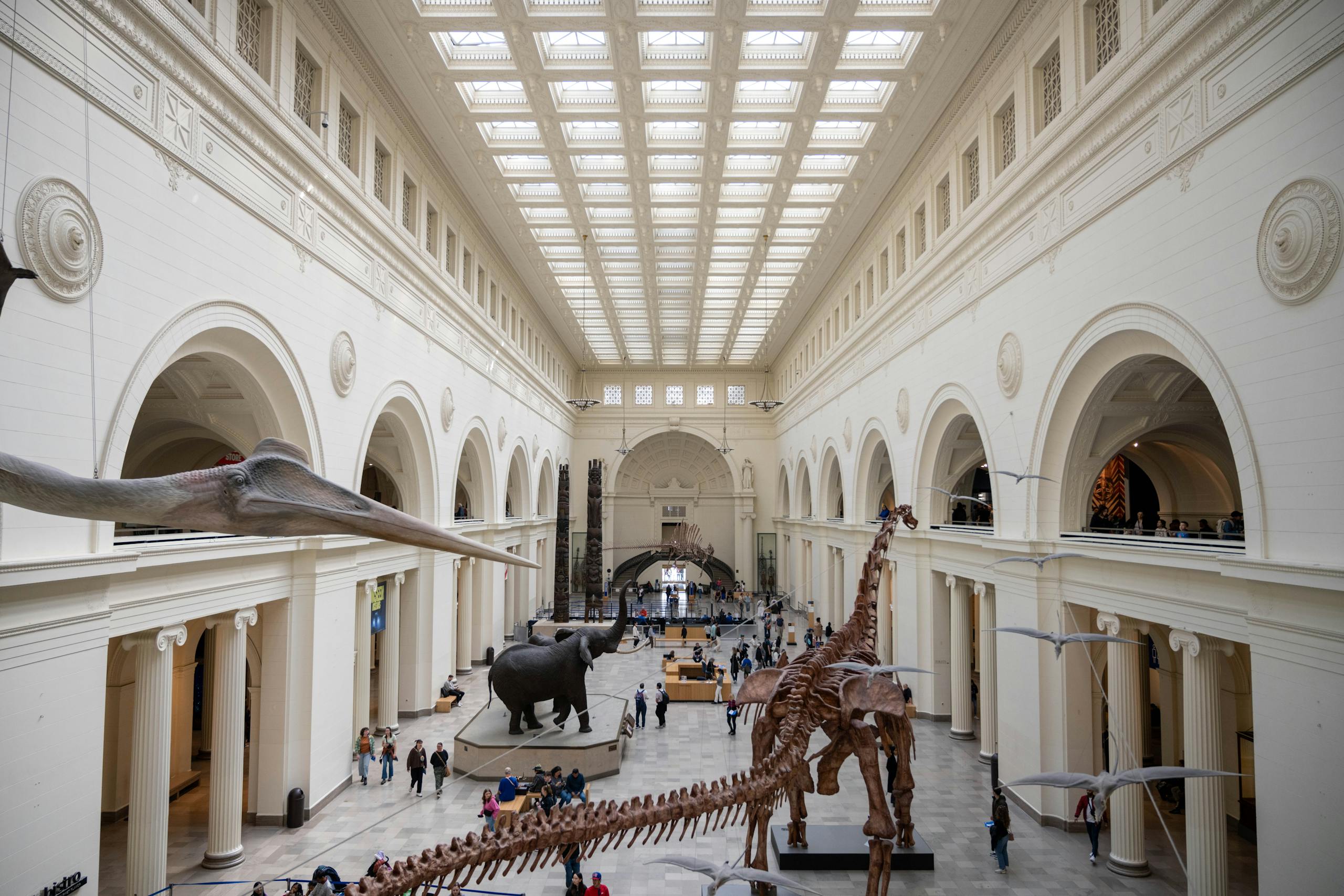 Wide-angle view of dinosaur skeletons at Field Museum, Chicago.